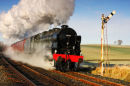 Scots Guardsman